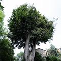 Valeggio Tree